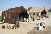 سالانه 16000 تن گوشت قرمز در آذربایجان غربی تولید می شود