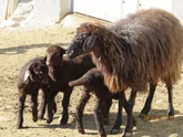 اردبیل استان پایلوت در اصلاح دام روستایی