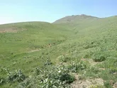 ۲۰۳ هکتار از مراتع کردستان غنی‌سازی شد