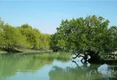 رتبه نخست هرمزگان از نظر وسعت جنگل های رویشی و مانگرو