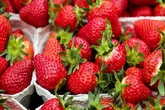 تولید سالانه ۲۰۰ تن توت فرنگی گلخانه ای در آذربایجان غربی