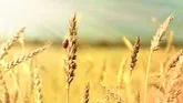 خرید تضمینی گندم توسط شبکه تعاون روستایی آذربایجان شرقی از مرز ۲۷ هزار تن گذشت
