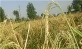 اصلاح مولکولی رویکرد ایری در تولید برنج مقاوم است