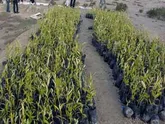 کاشت 3300 اصله نهال گونه های مانگرو در تالاب بین المللی خور آذینی