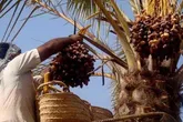 پیش‌بینی افزایش 5 هزار تنی تولیدات خرمای خوزستان