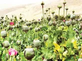 گسترش کشت غیرقانونی خشخاش در کشور
