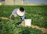 صدور مجوز برای ۸۴۴ طرح کشاورزی در همدان