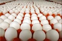 ۵۱ واحد تخم‌گذار در مدار تولید